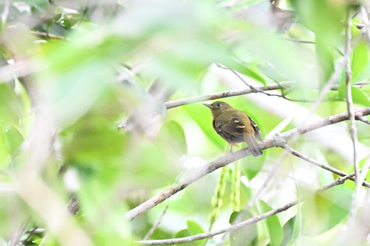 Ochre-bellied Flycatcher - ML646679462