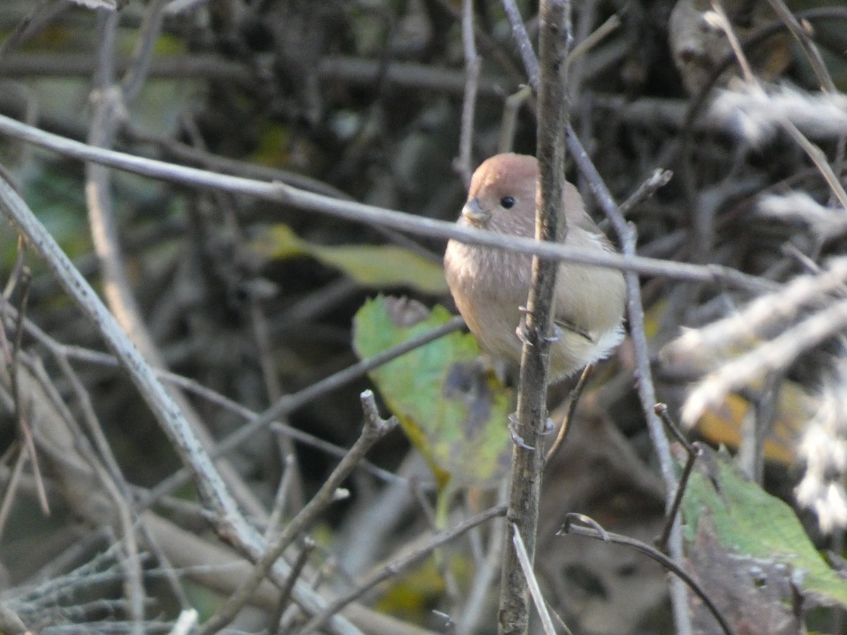 Panuro di Webb - ML646679463