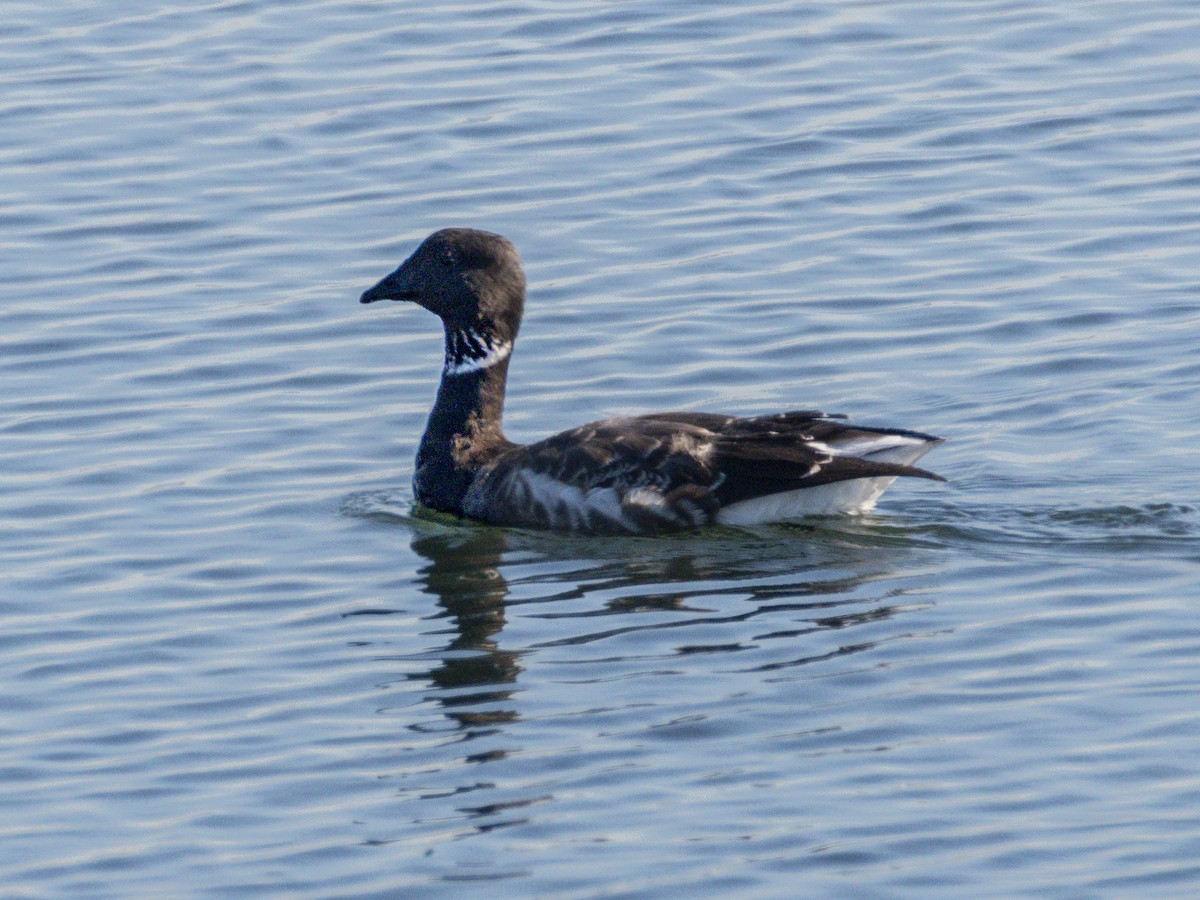 Oca colombaccio - ML646679464