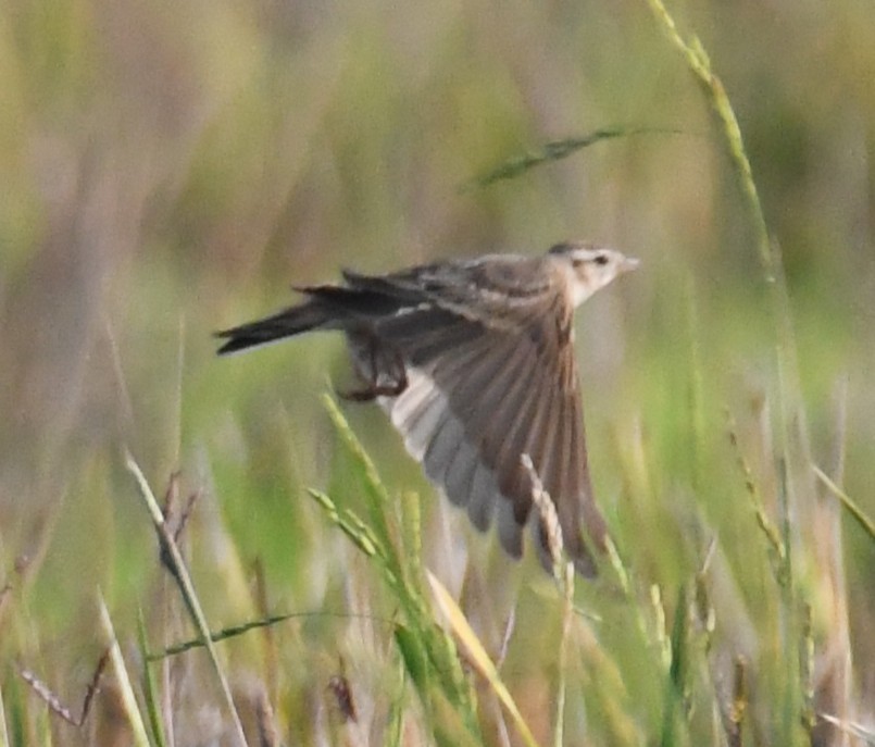 Alaudidae sp. - ML646679466