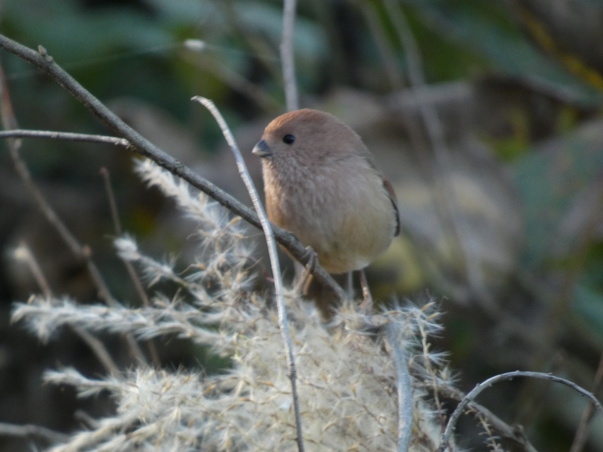 Panuro di Webb - ML646679467
