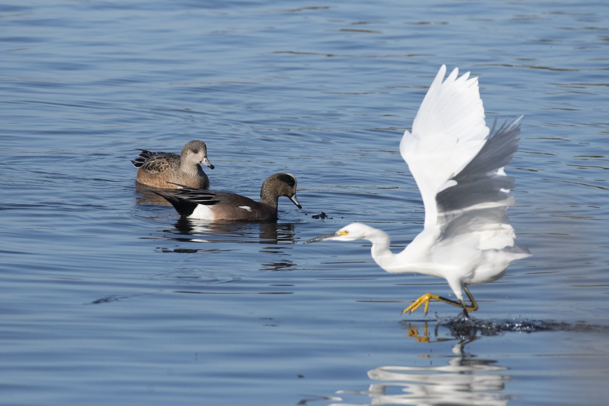 Fischione americano - ML646679468