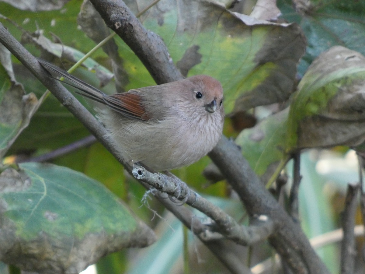 Panuro di Webb - ML646679469