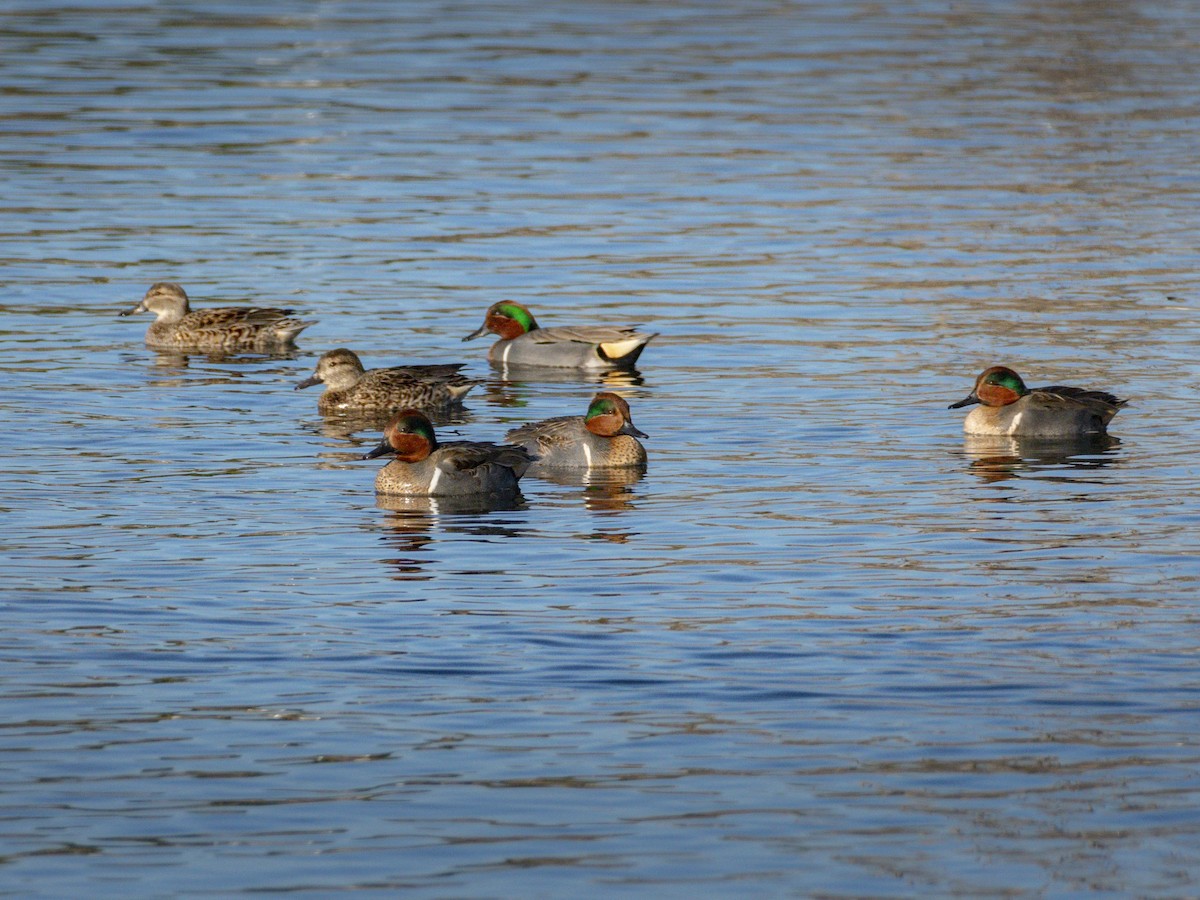 Alzavola - ML646679470