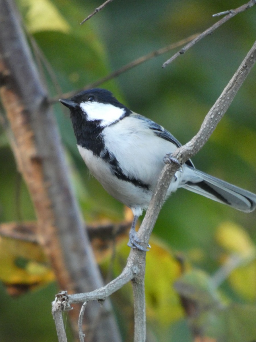 Asian Tit - ML646679471