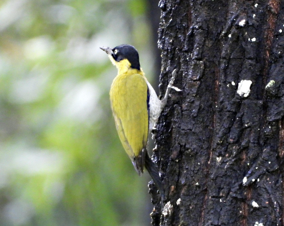 Black-headed Woodpecker - ML646679472
