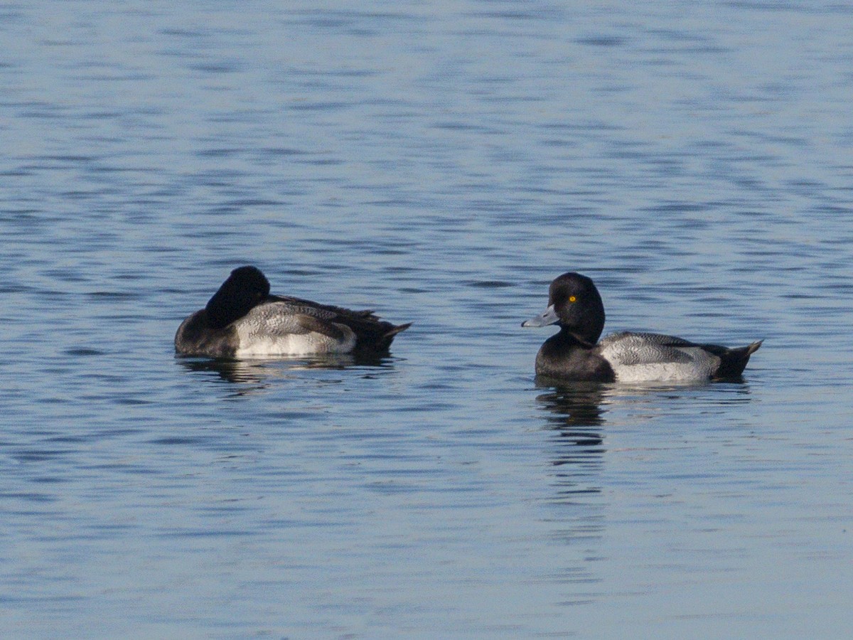 Lesser Scaup - ML646679473