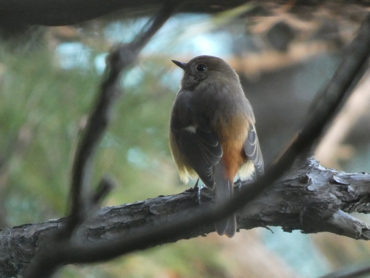 Daurian Redstart - ML646679475