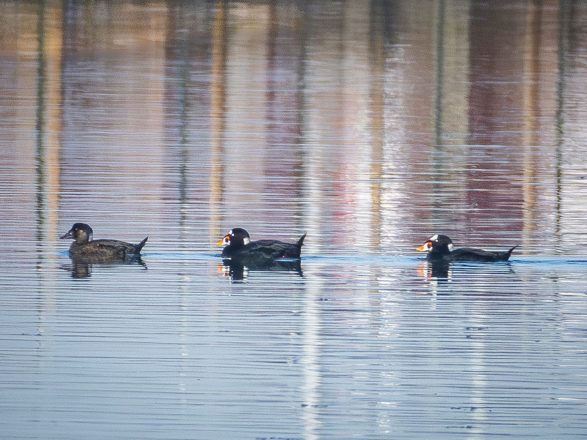 Surf Scoter - ML646679476