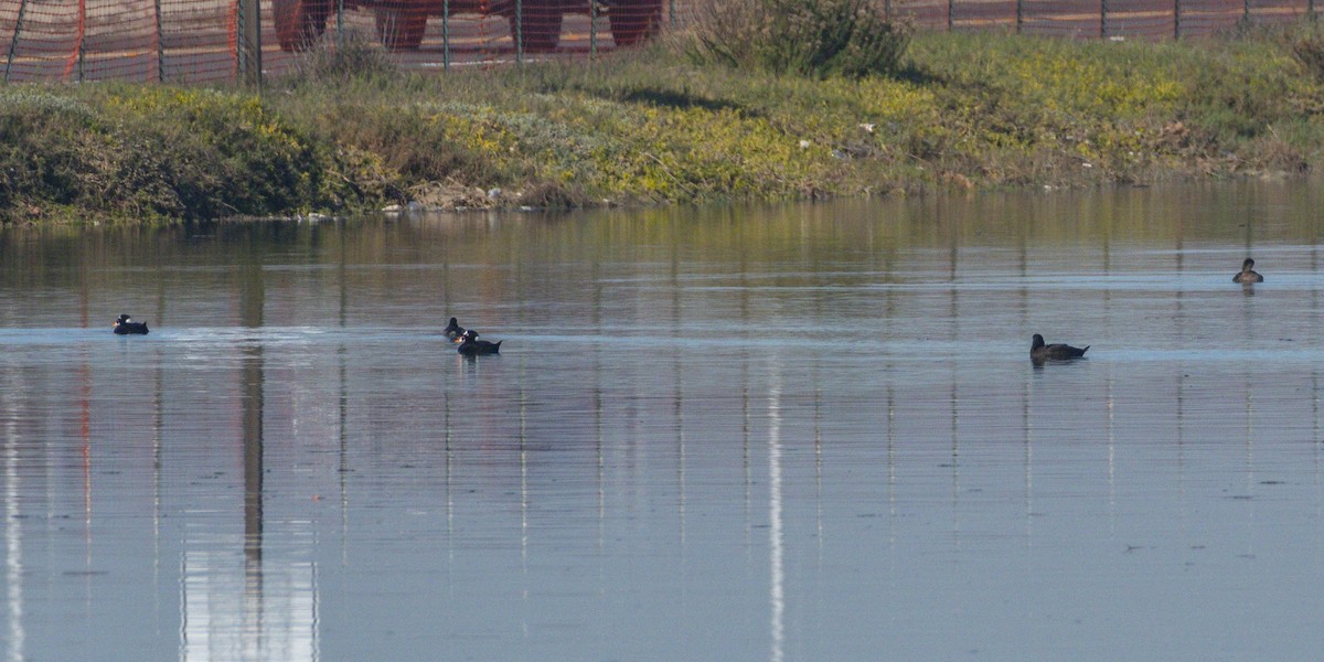 Surf Scoter - ML646679477