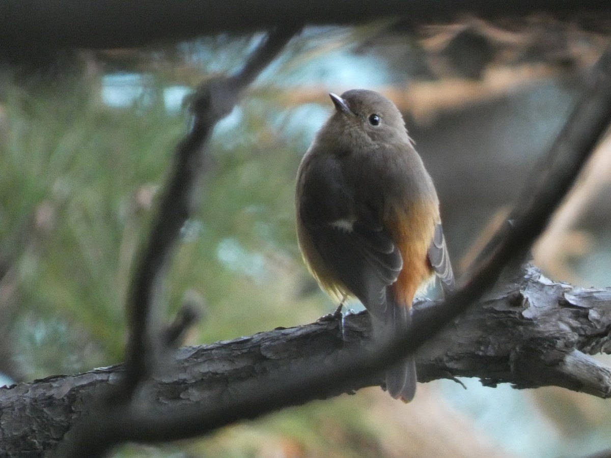 Daurian Redstart - ML646679478