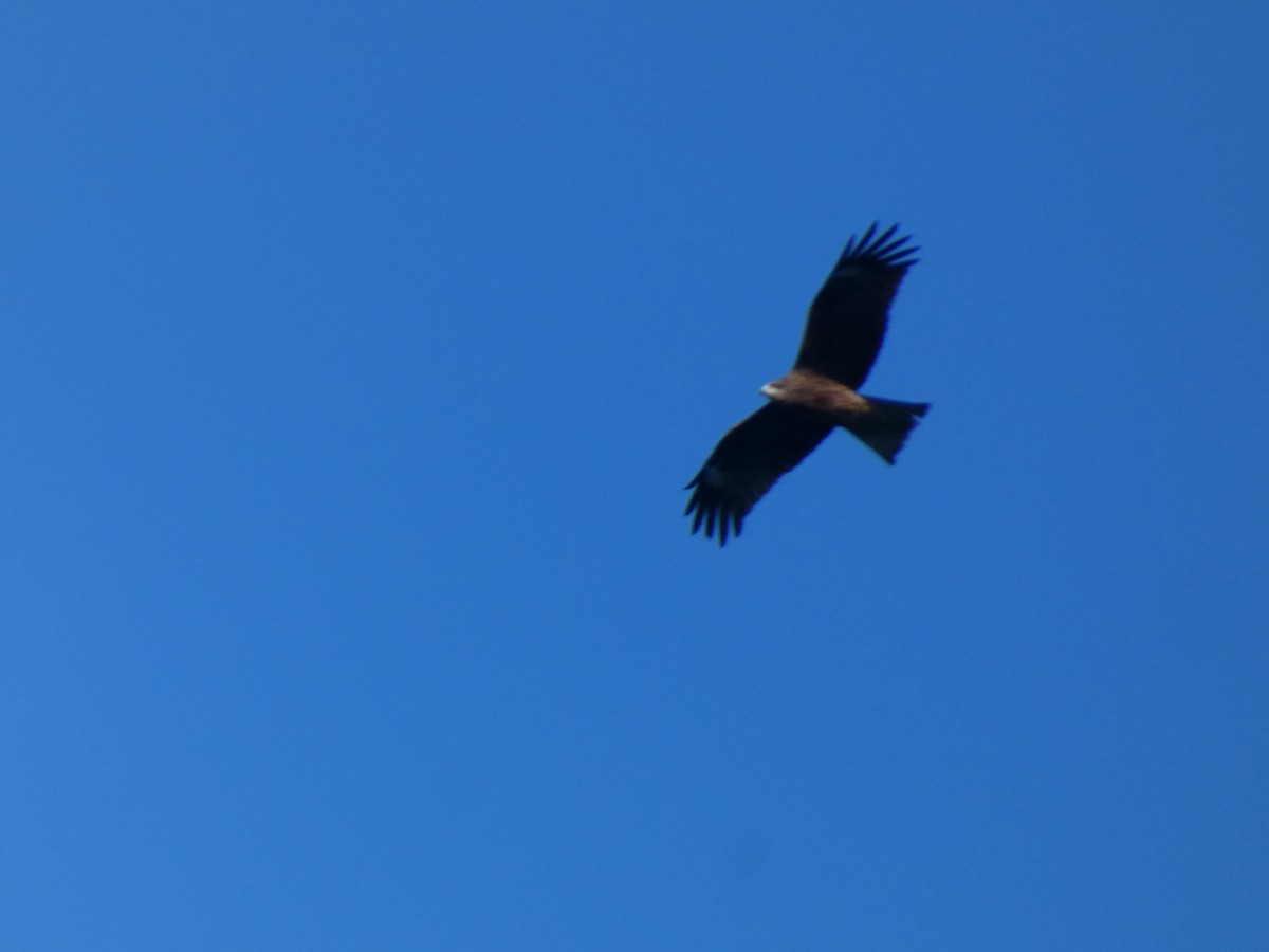 Nibbio bruno - ML646679481