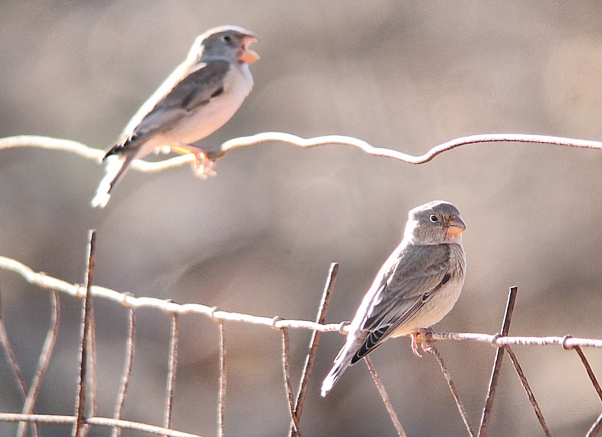 Trombettiere - ML646679482