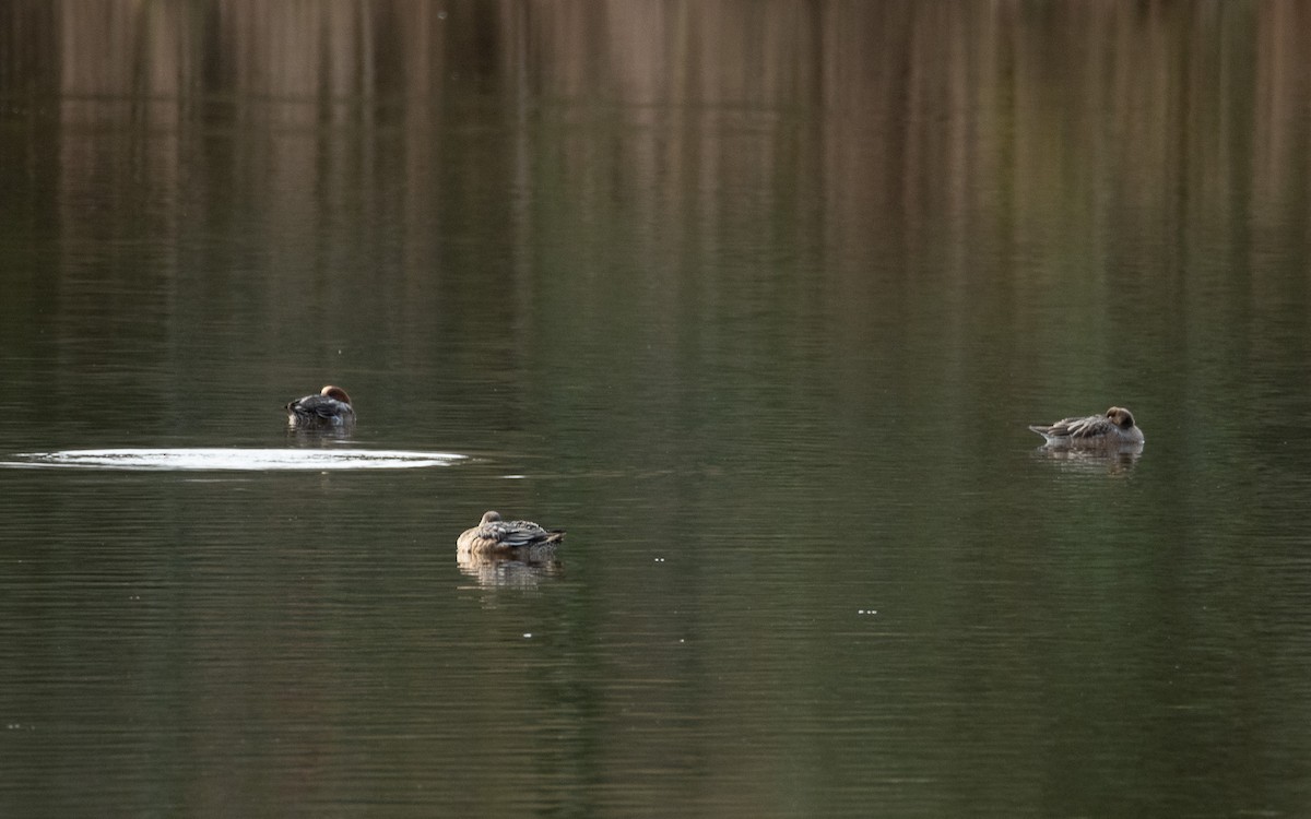 Fischione - ML646679483