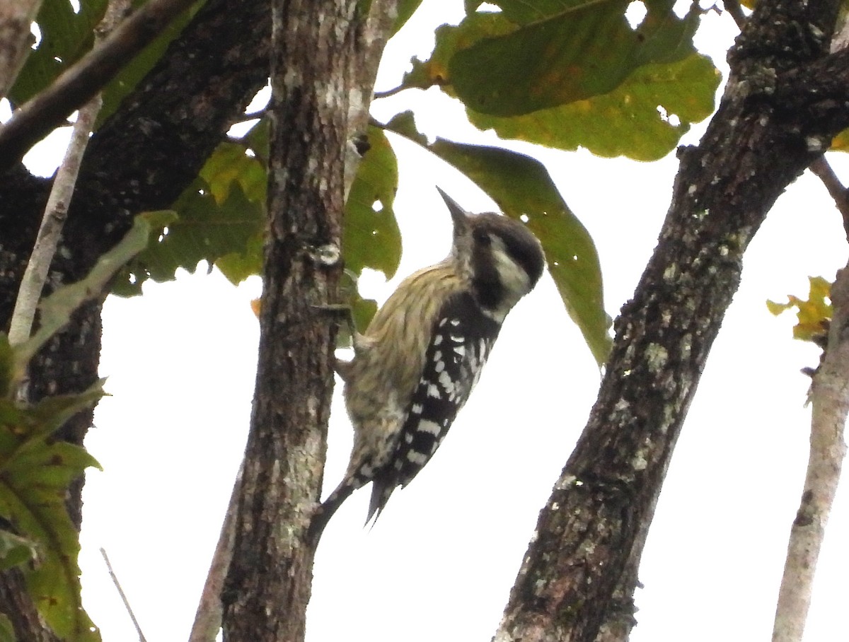 Gray-capped Pygmy Woodpecker - ML646679484