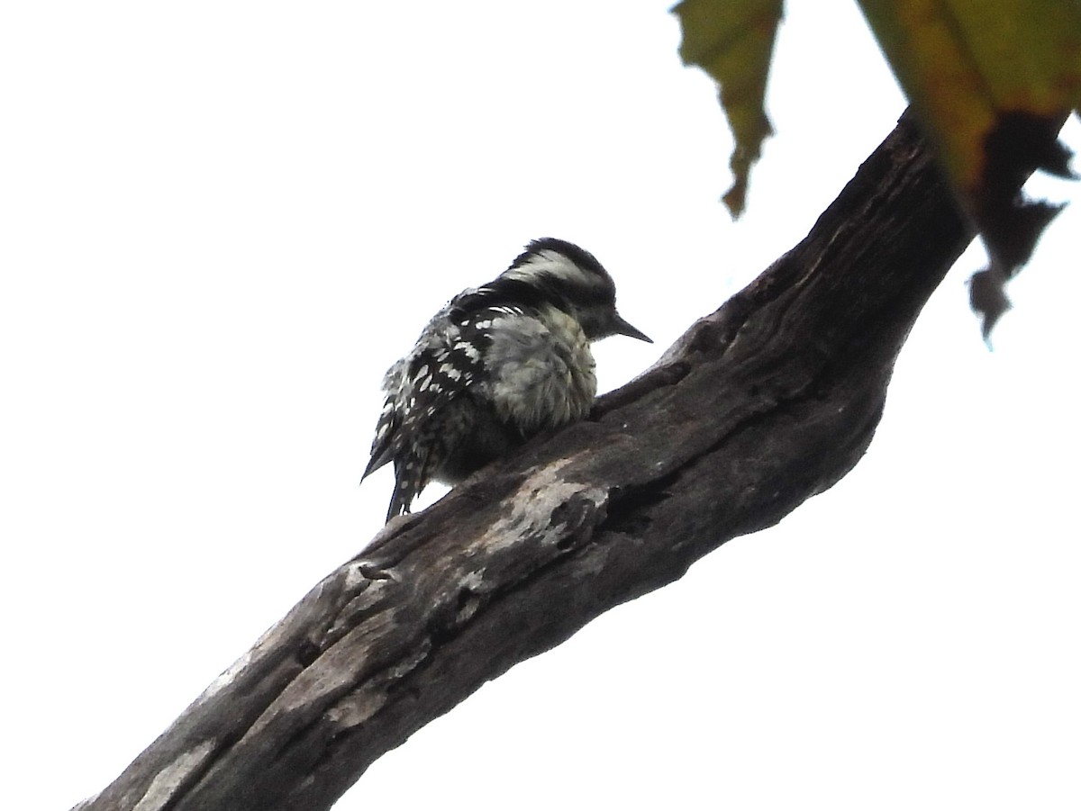 Gray-capped Pygmy Woodpecker - ML646679485