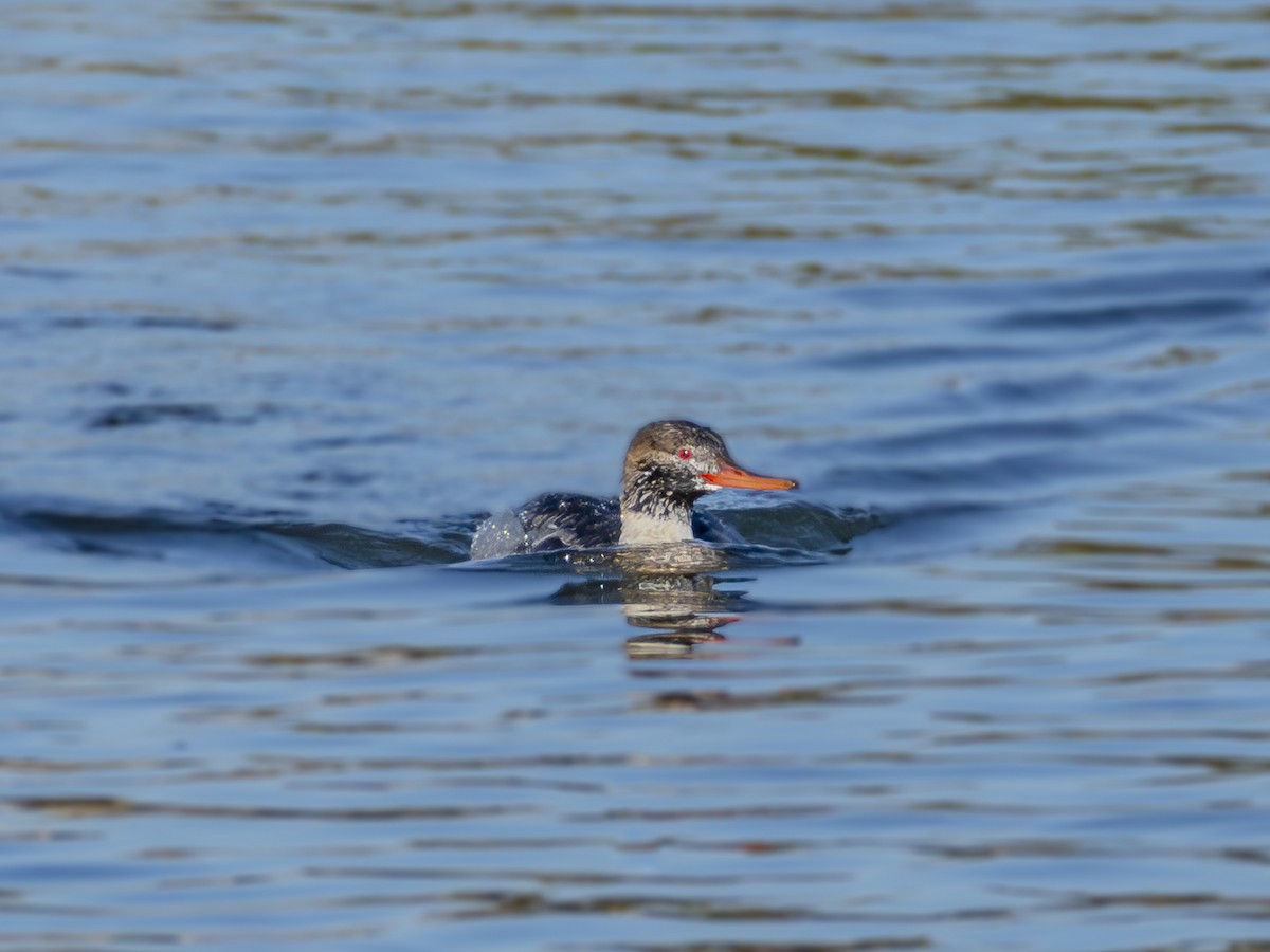 Smergo minore - ML646679486