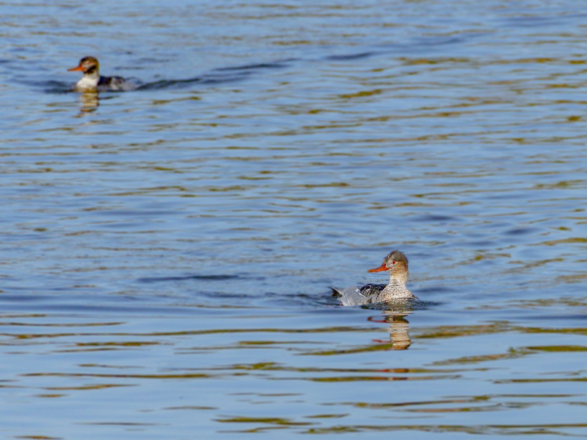 Smergo minore - ML646679487