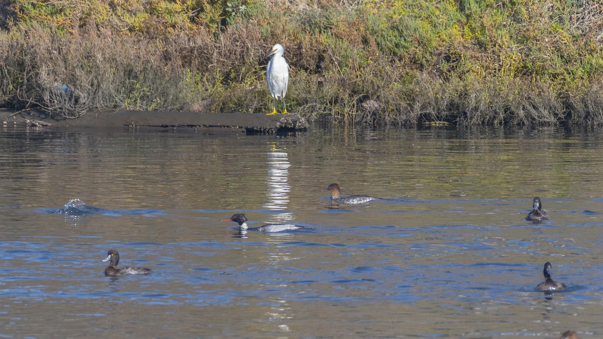 Smergo minore - ML646679488