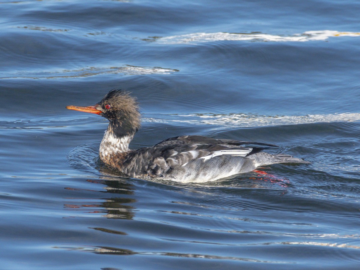 Smergo minore - ML646679489