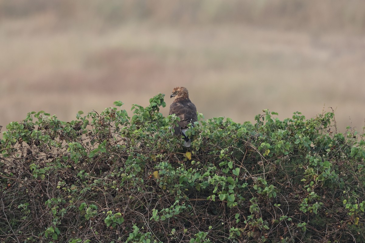 Western Marsh Harrier - ML646679495