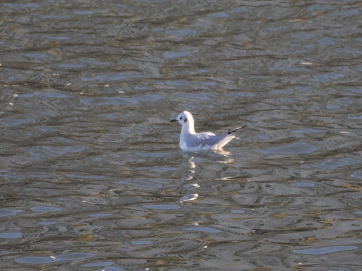 Küçük Karabaş Martı - ML646679502