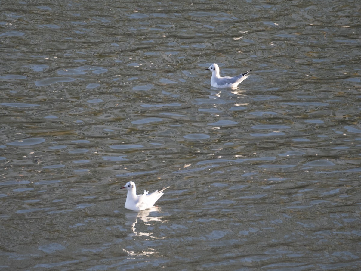 Küçük Karabaş Martı - ML646679503