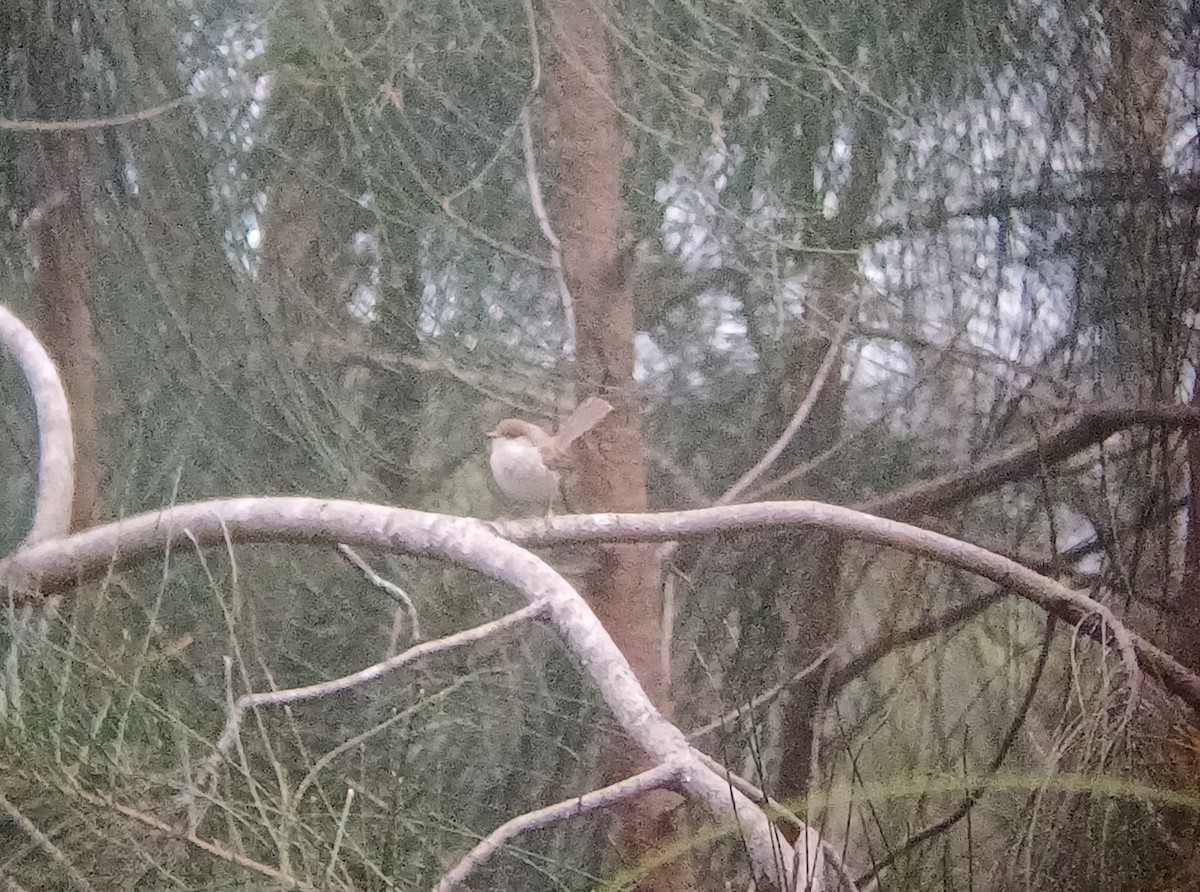 Maluro Soberbio - ML646679510