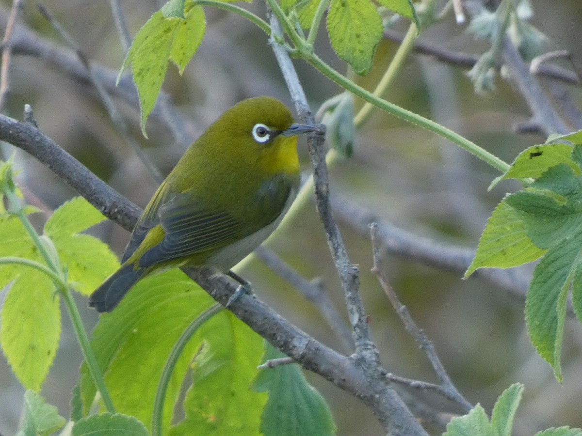 Warbling White-eye - ML646679512
