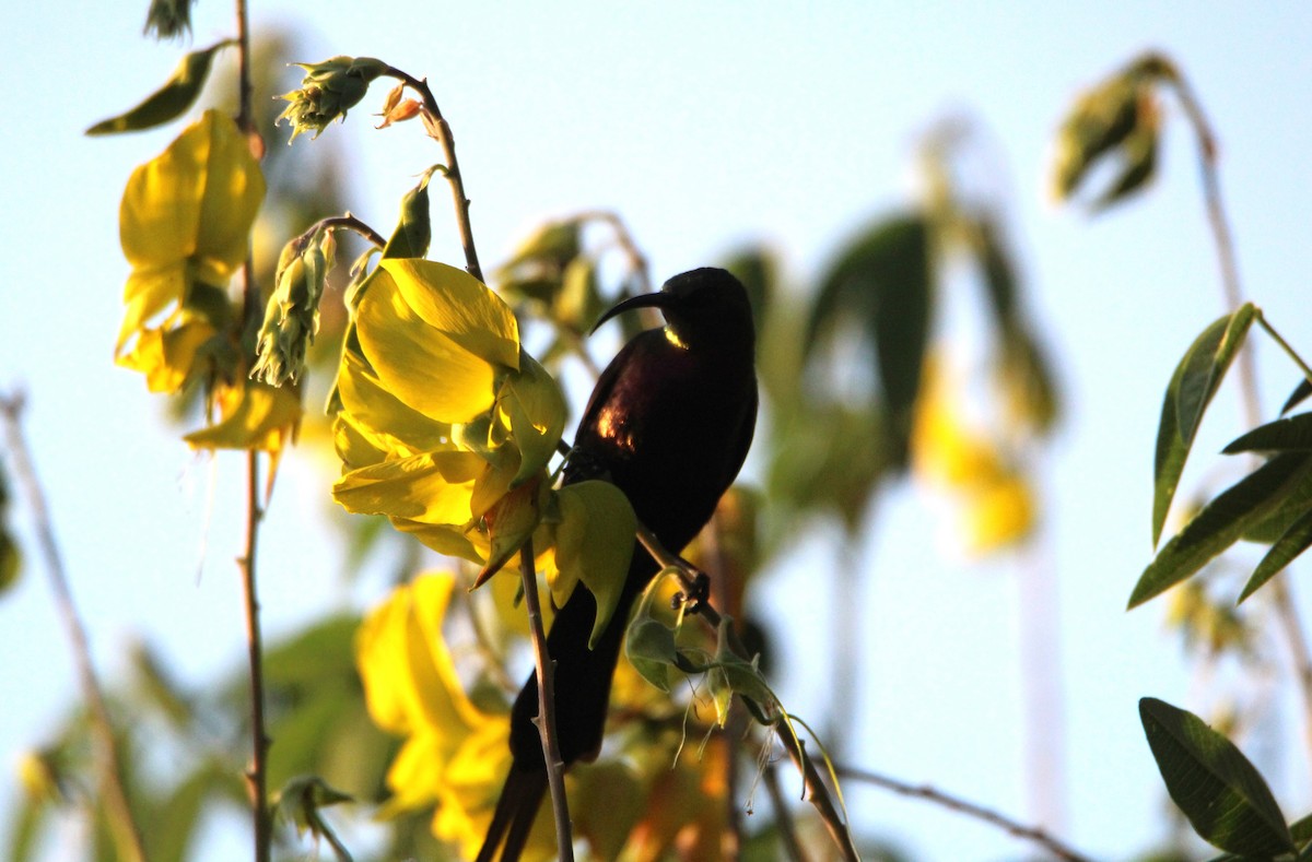 Bronze Sunbird - ML646679517