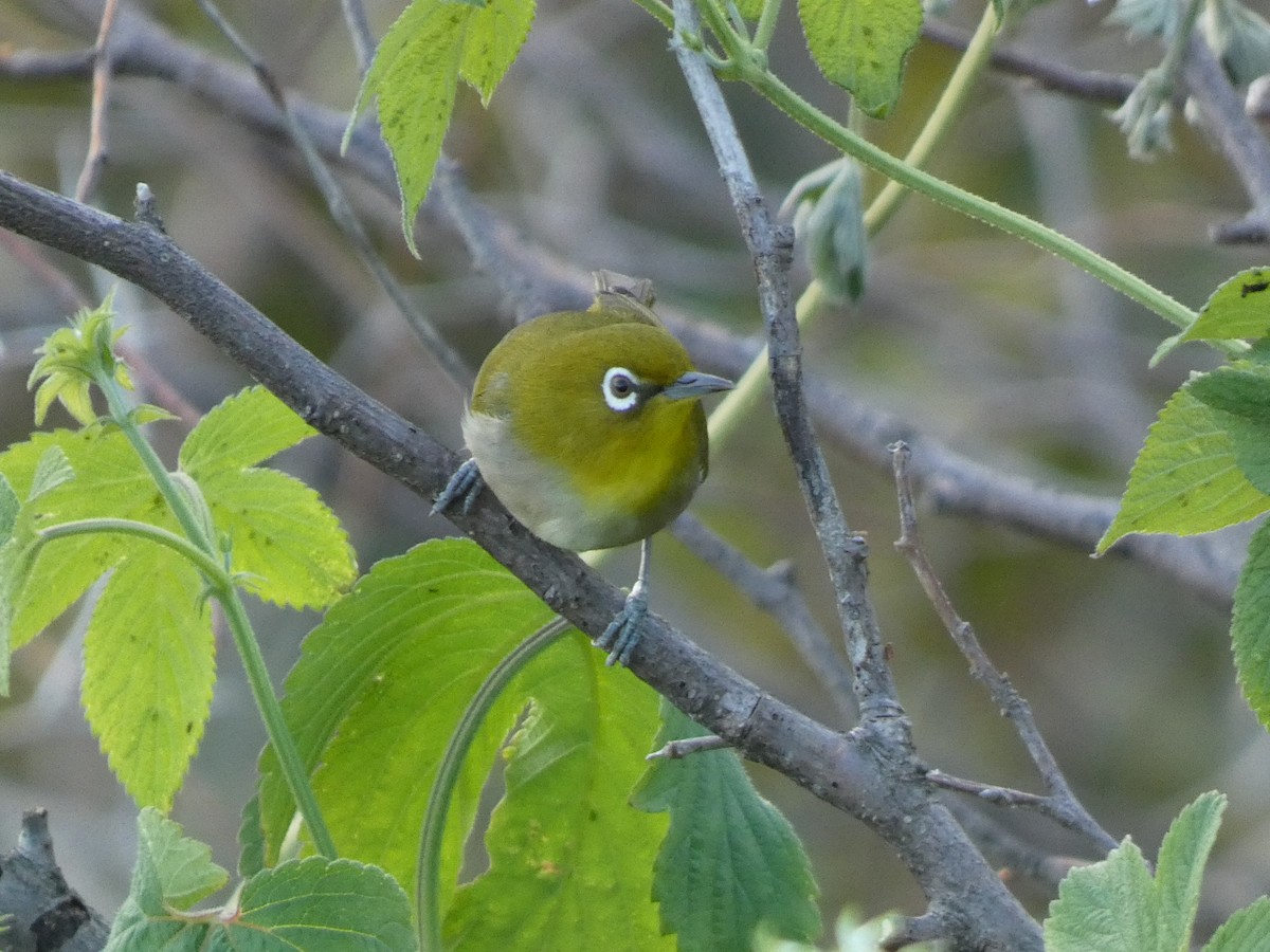 Warbling White-eye - ML646679521