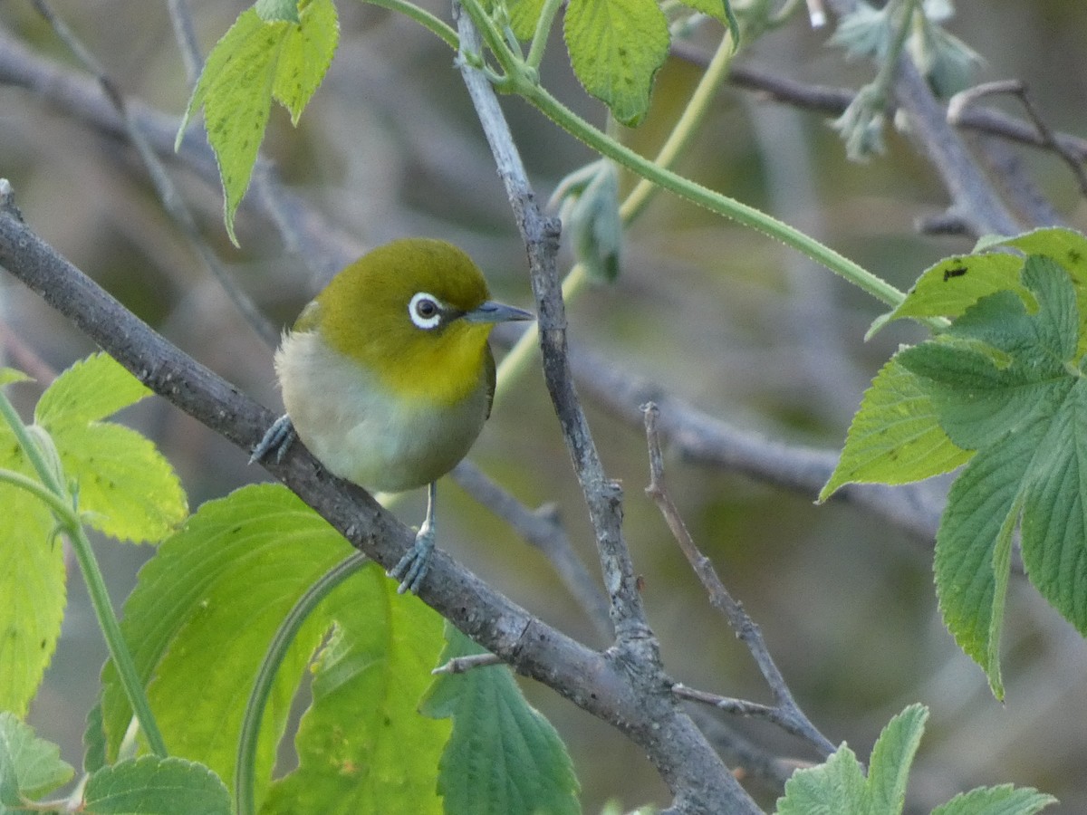 Warbling White-eye - ML646679522