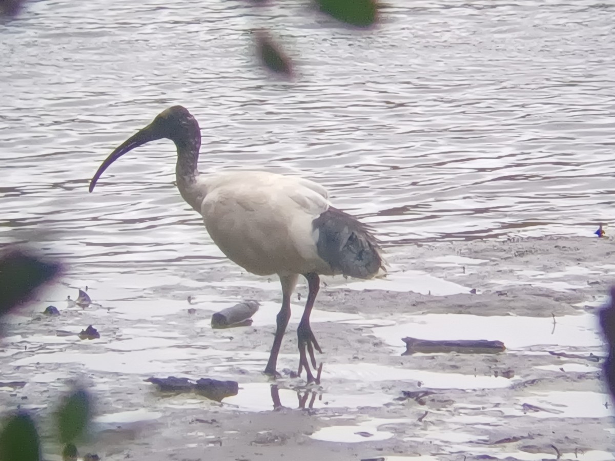 Ibis Moluqueño - ML646679523