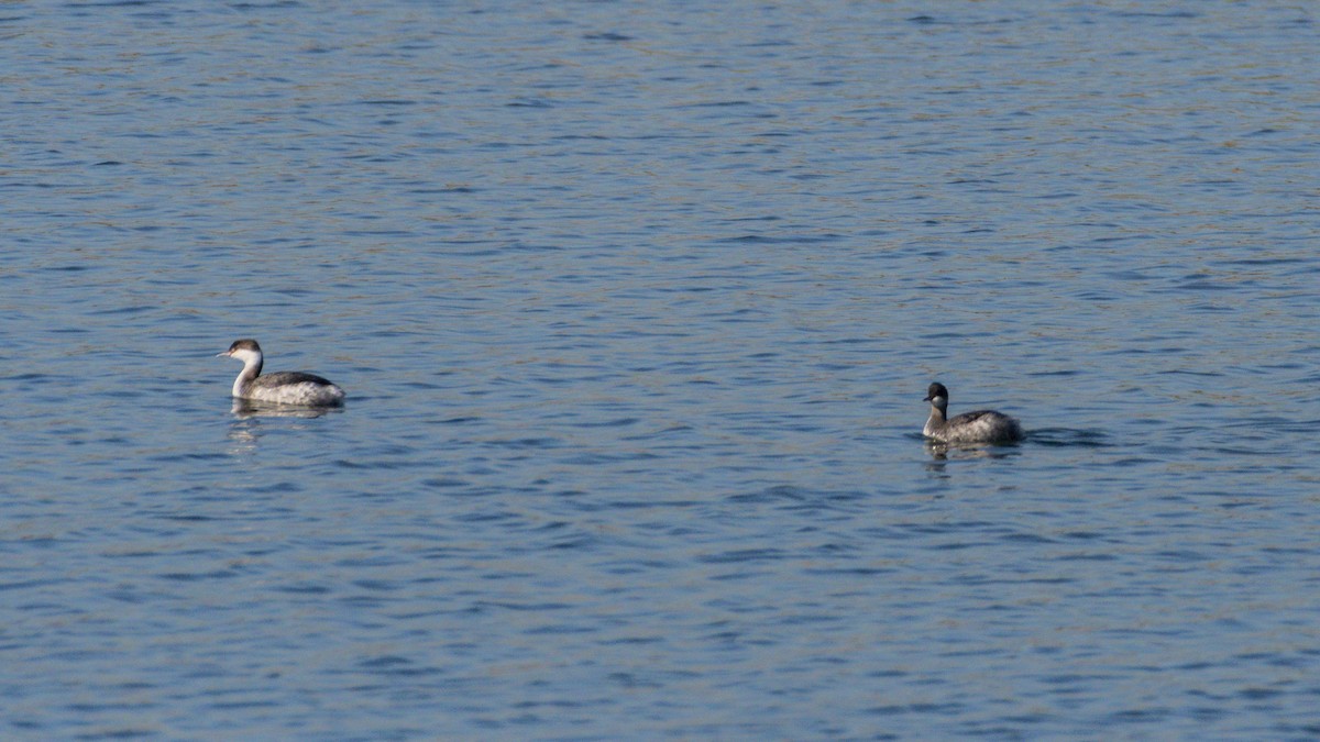 Grèbe à cou noir - ML646679525