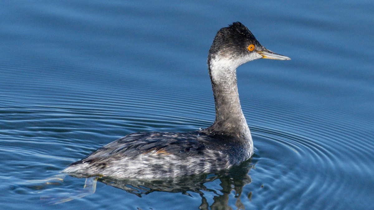 Grèbe à cou noir - ML646679526