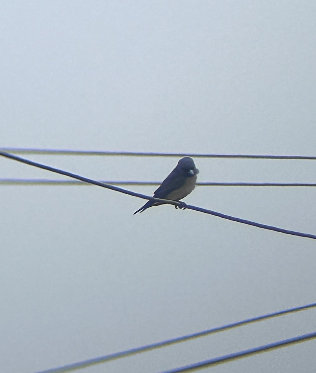 Ashy Woodswallow - ML646679527