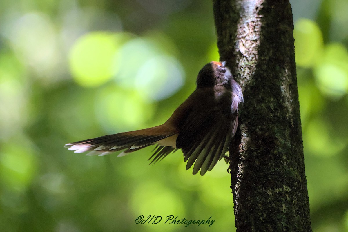 Australian Rufous Fantail - ML646679529