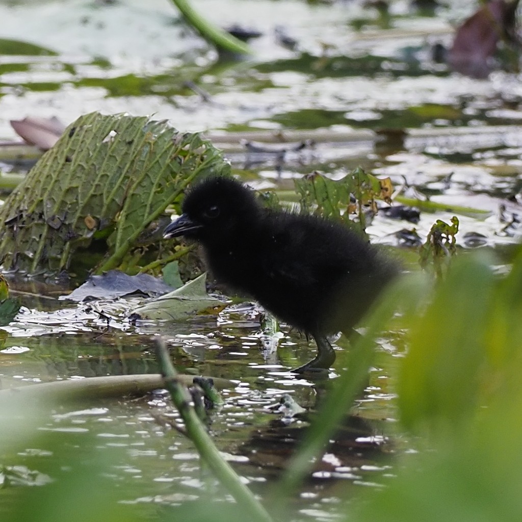 White-breasted Waterhen - ML646679531