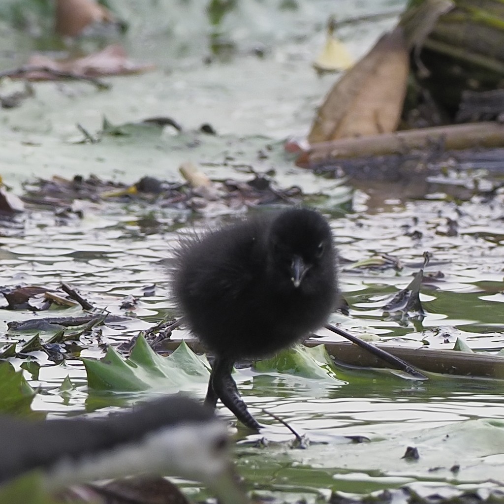 White-breasted Waterhen - ML646679532