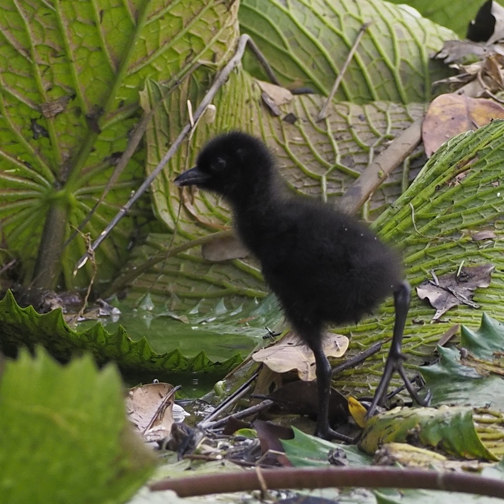 White-breasted Waterhen - ML646679533