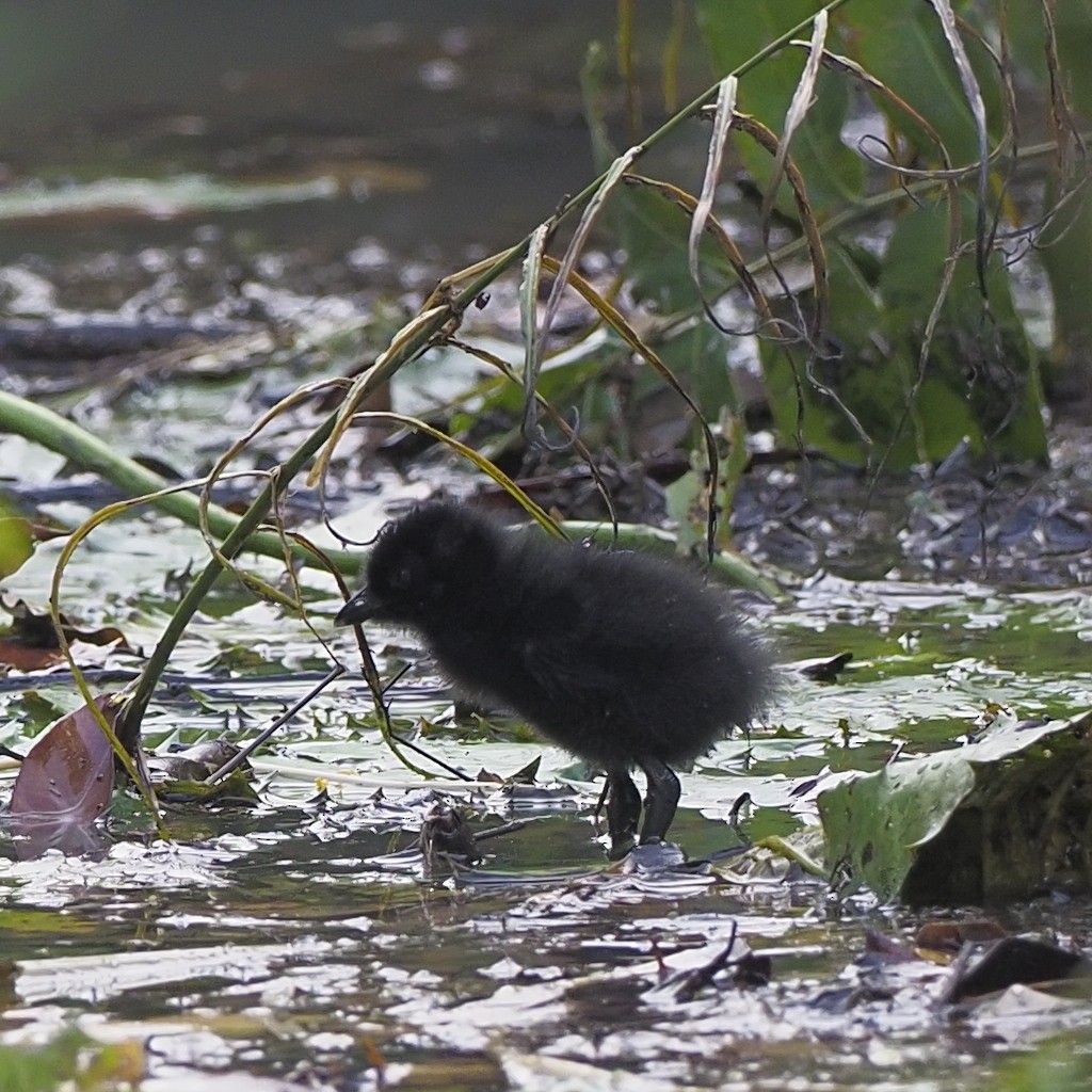 White-breasted Waterhen - ML646679534