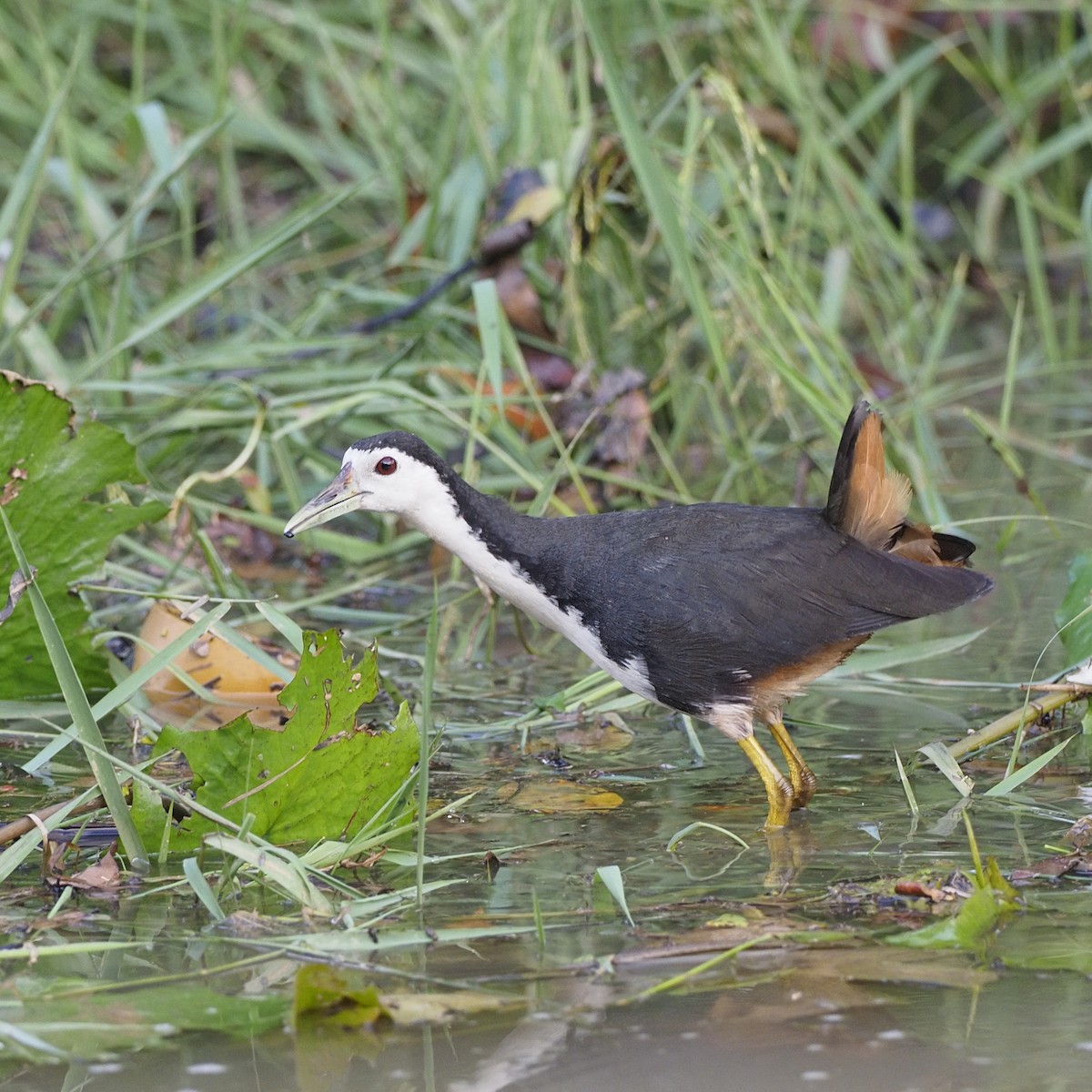 White-breasted Waterhen - ML646679535