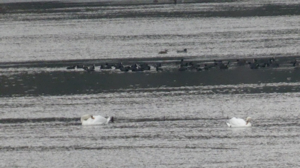 コブハクチョウ - ML646679537