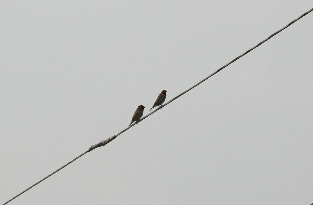 Scaly-breasted Munia - ML646679538