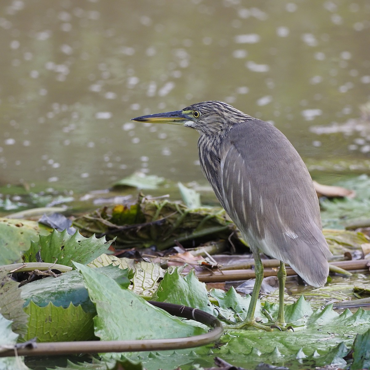 pond-heron sp. - ML646679539