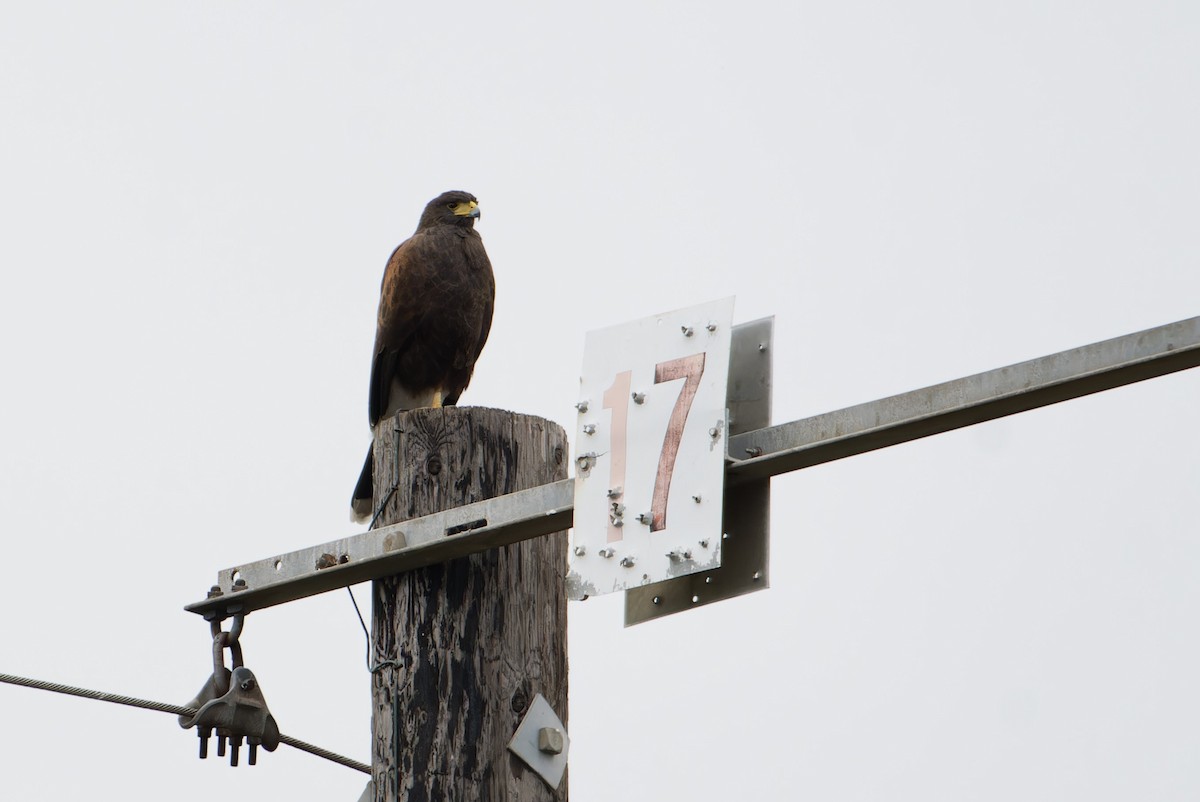 Harris's Hawk - ML646679541