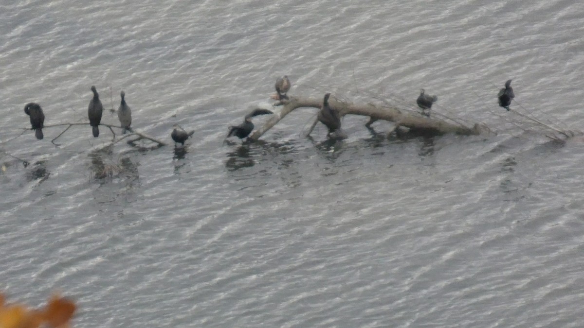 Great Cormorant - ML646679542