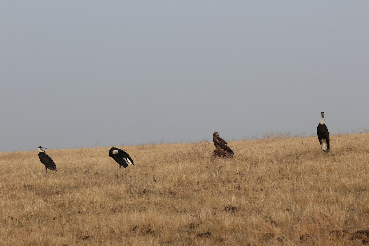 Black Kite - ML646679543