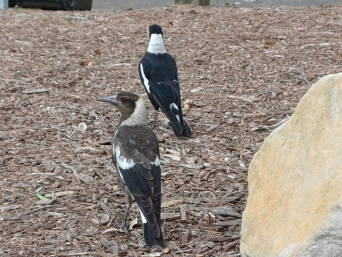 Verdugo Flautista - ML646679546