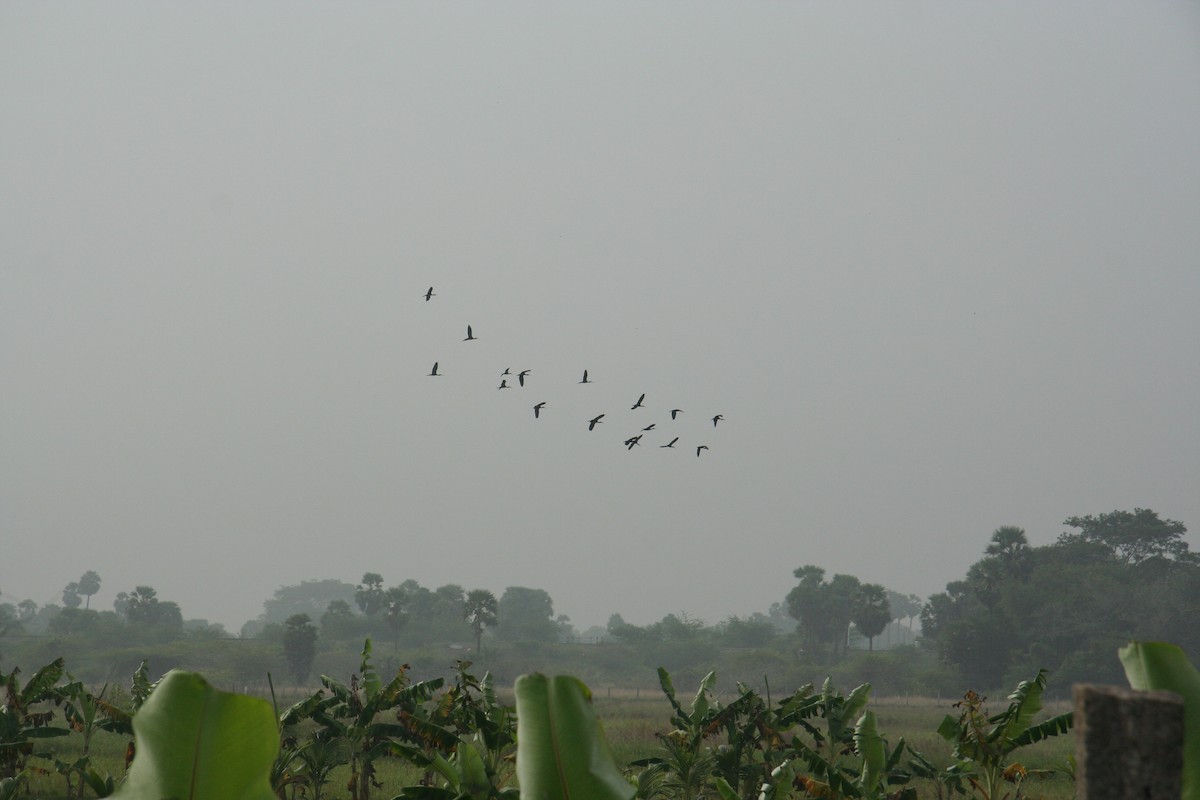 Glossy Ibis - ML646679547